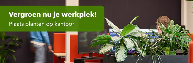 Waarom (kunst)planten op kantoor?