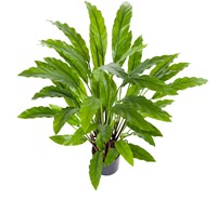Coolplant Kunst Calathea Rufibarba 60 cm-3
