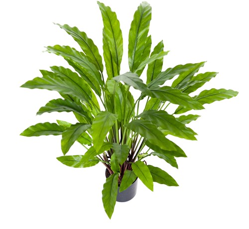 Coolplant Kunst Calathea Rufibarba 60 cm-3