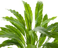 Coolplant Kunst Calathea Rufibarba 60 cm 