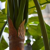 Coolplant Kunst Monstera De Luxe 180 cm-2