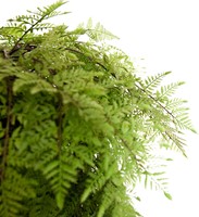 Coolplant Kunst Hangvaren 95 cm-3