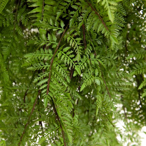 Coolplant kunst hangvaren voor op kantoor