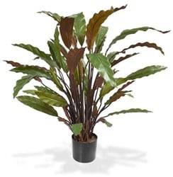 Coolplant Kunst Calathea Rufibarba Rood 60 cm